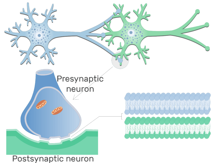 Electrical Synapse - Basic Structure