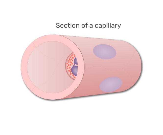An eosinophil in a section of capillary animation slide 1