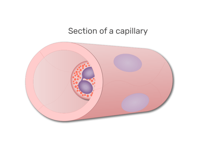 An eosinophil in a section of capillary animation slide 2