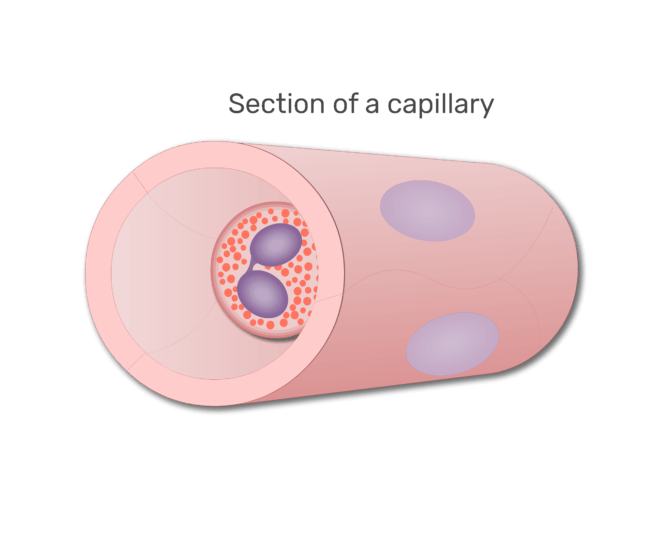 An eosinophil in a section of capillary animation slide 3