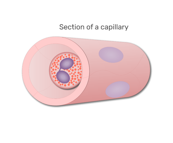 An eosinophil in a section of capillary animation slide 4