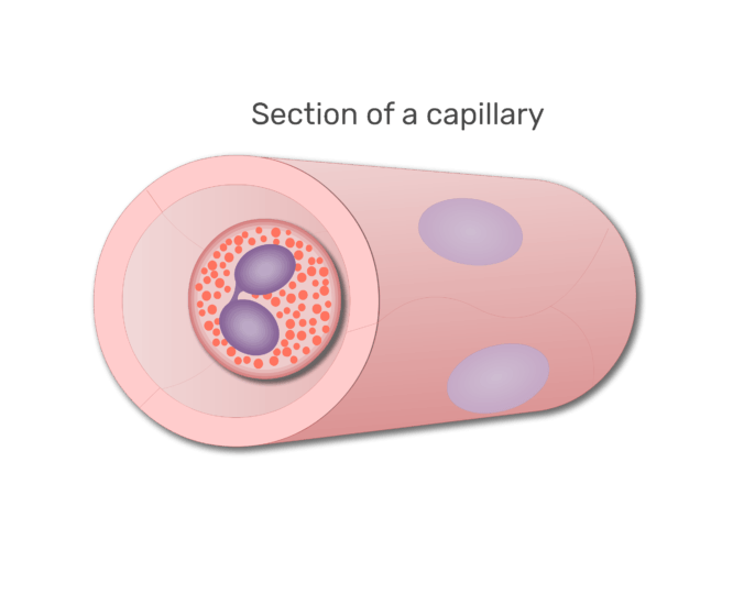 An eosinophil in a section of capillary animation slide 5