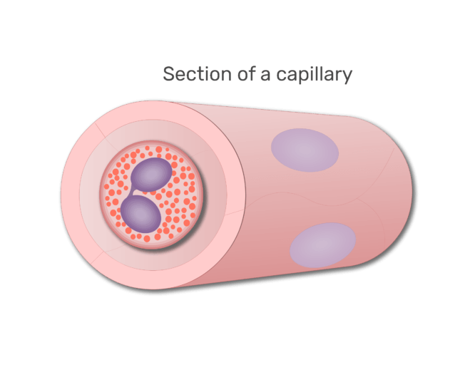 An eosinophil in a section of capillary animation slide 6