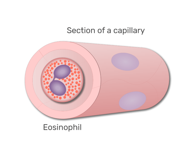 een eosinofiel in een sectie van capillaire animatiedia 7