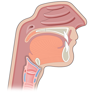 The epiglottis of the larynx labeled | GetBodySmart