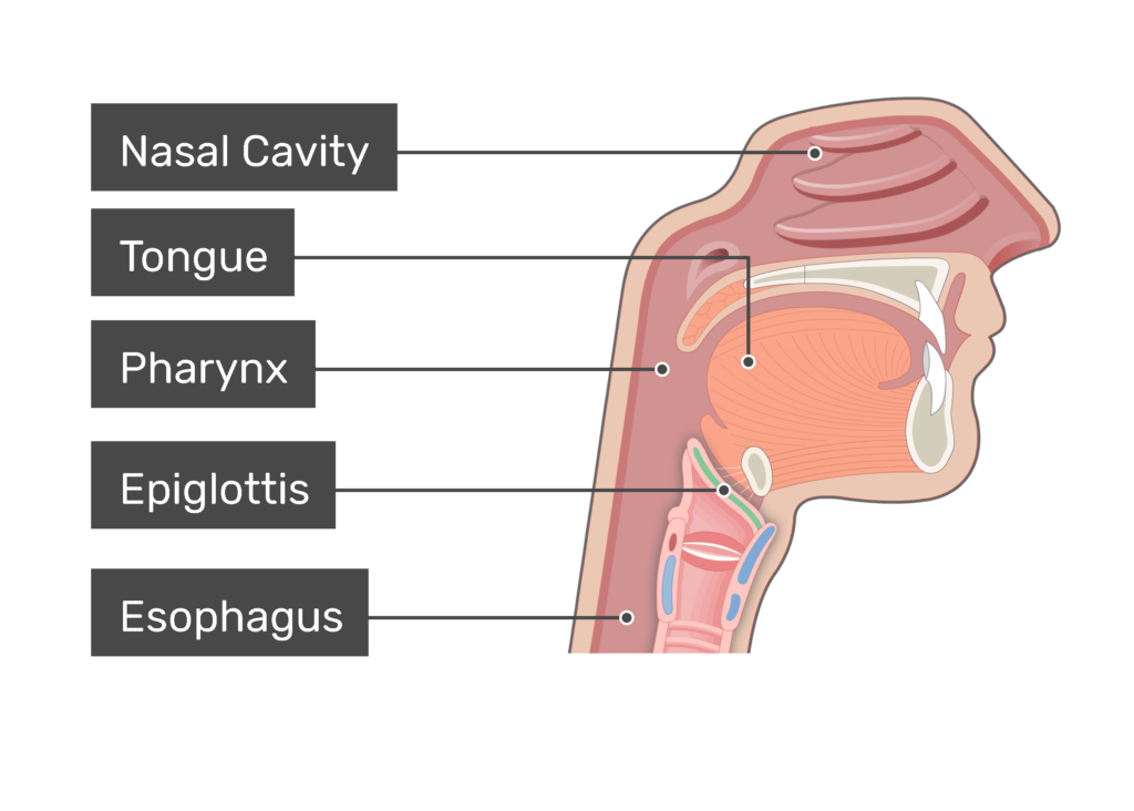 elastic cartilage epiglottis labeled