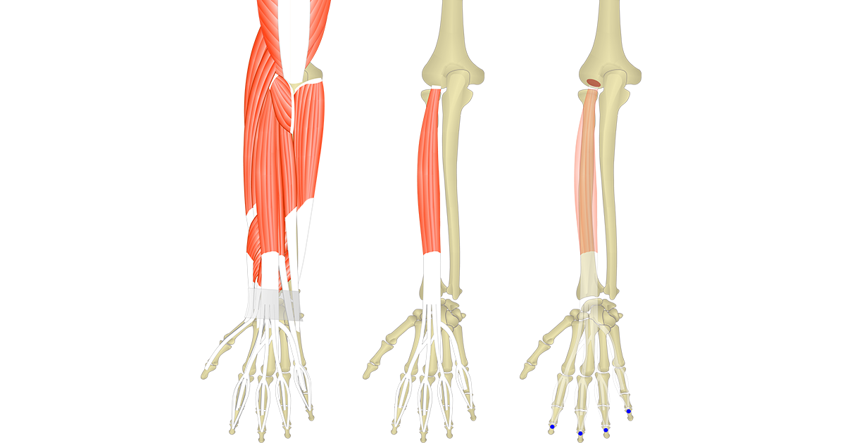 Extensor muscles diagram