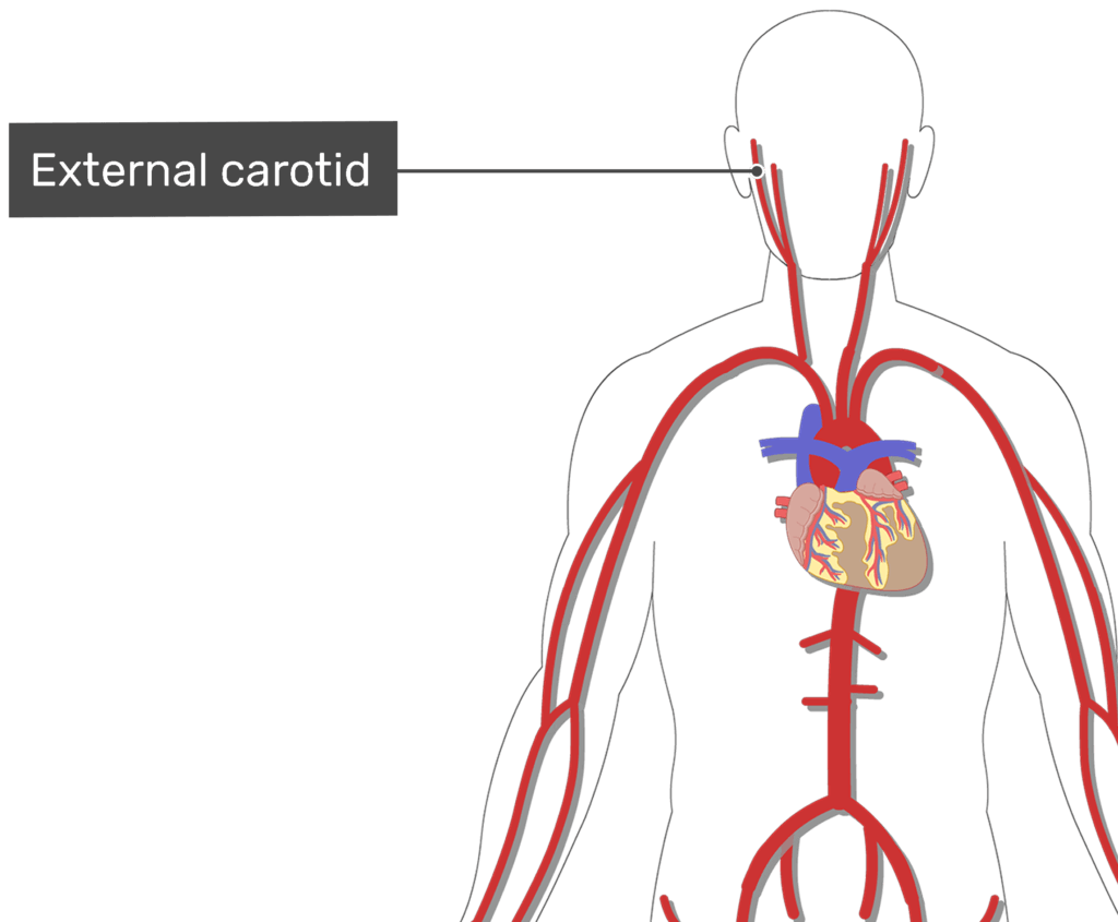 external carotid artery branches cadaver