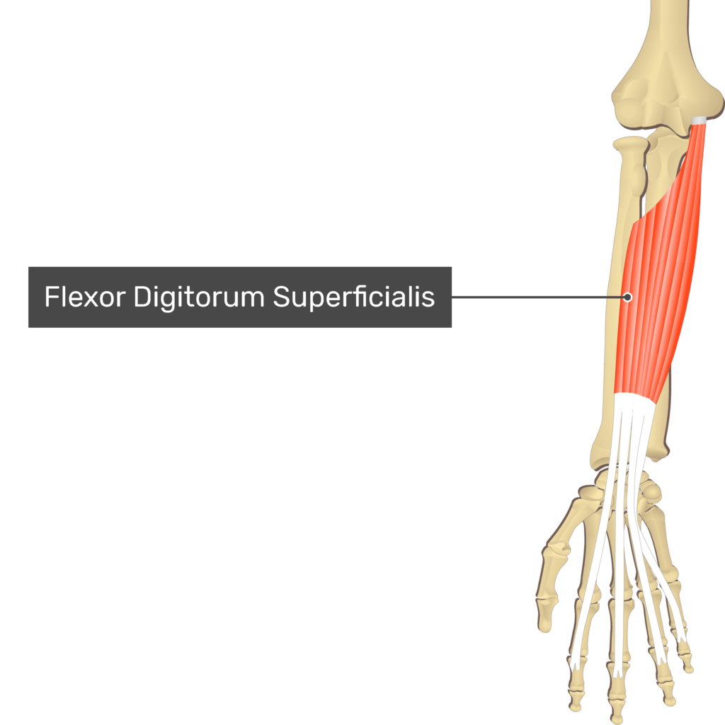 flexor digitorum muscle