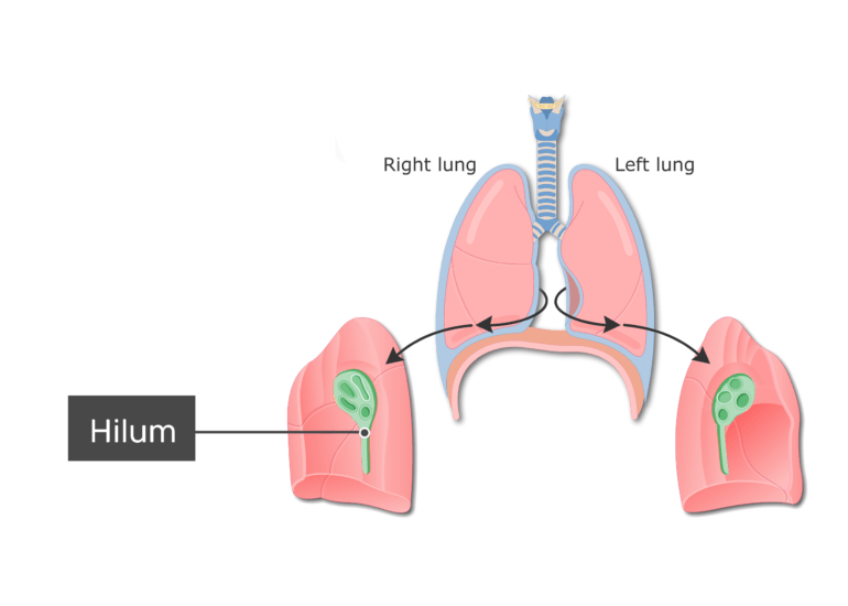 download free hilum of lung