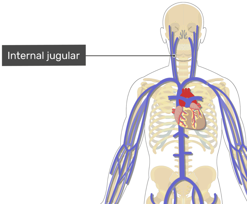 internal jugular vein