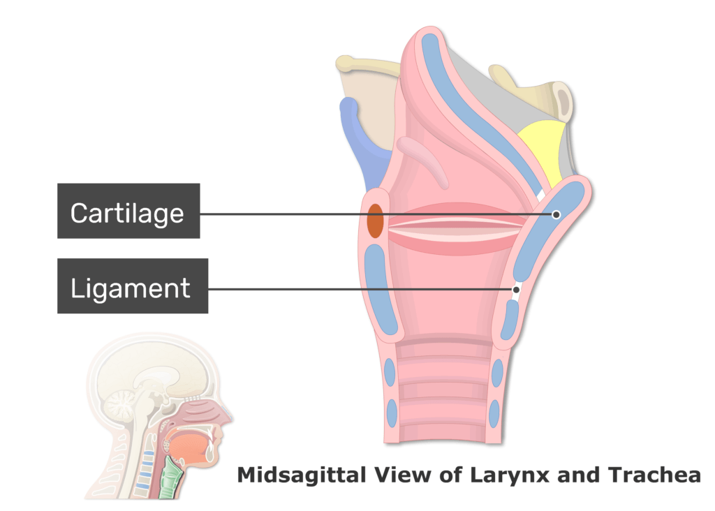 Anatomical Drawing - Larynx 