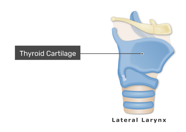 Thyroid and Cricoid Cartilages of the Larynx