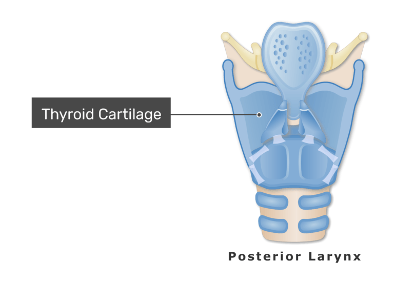 Thyroid Cartilage Model