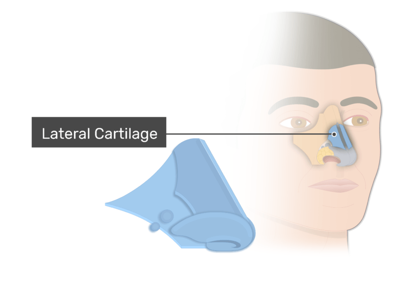 Filecostal Cartilages Lateralpng Wikimedia Commons
