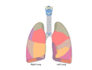 Lungs • Facts, Function & Anatomy
