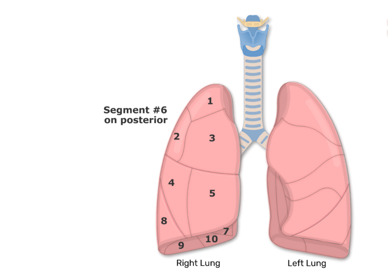 Bronchopulmonary Segments of the Lungs | Lung Segments | Tertiary ...