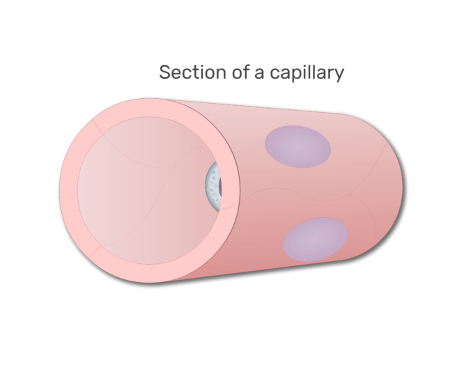 en lymfocyter i en sektion av kapillär animation slide 1