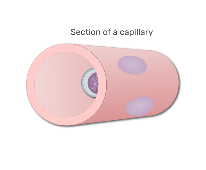 en lymfocyter i en sektion av kapillär animation slide 2