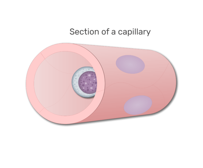 Een lymfocyten in een gedeelte van capillaire animatie dia 3