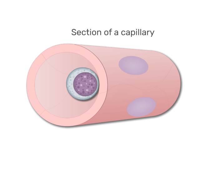 en lymfocyter i en sektion av kapillär animation slide 4