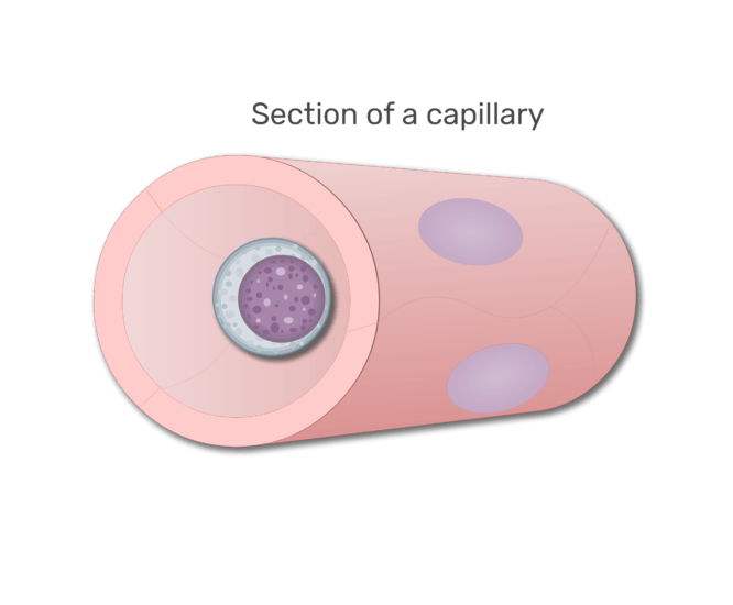 en lymfocyter i en sektion av kapillär animation slide 5