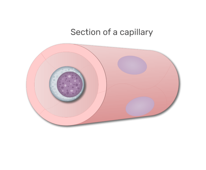 en lymfocyter i en sektion av kapillär animation slide 6