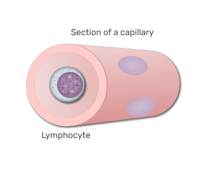 en lymfocyter i en sektion av kapillär animation slide 7