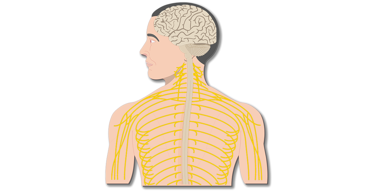 Major Organs and Divisions of the Nervous System inside body skeletal system diagram 