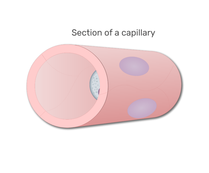 A monocyte in a section in capillary animation slide 1