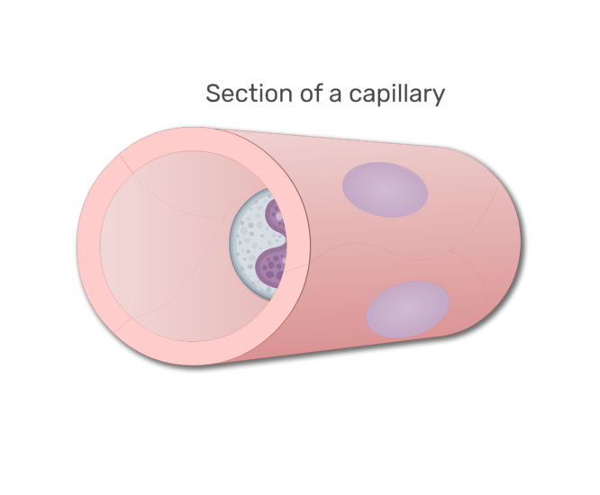 A monocyte in a section in capillary animation slide 2