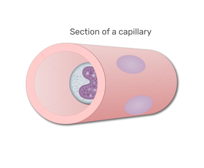 A monocyte in a section in capillary animation slide 3