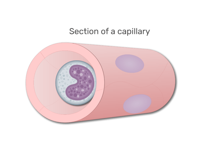 A monocyte in a section in capillary animation slide 5