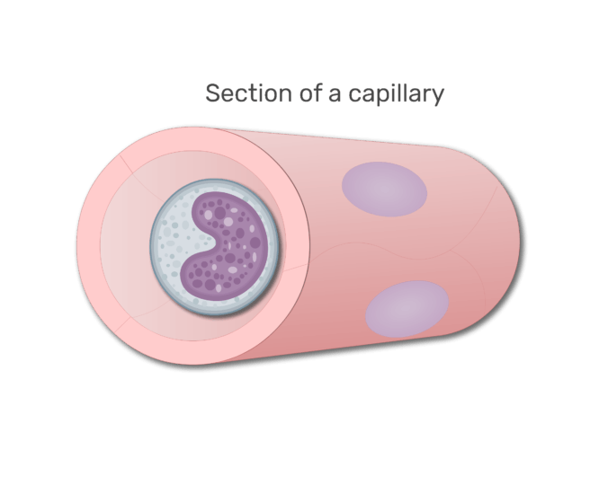 A monocyte in a section in capillary animation slide 6