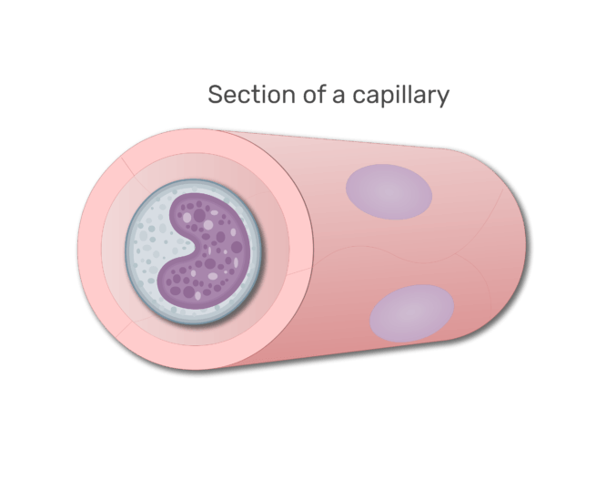 en monocyt i en sektion i kapillär animation slide 7