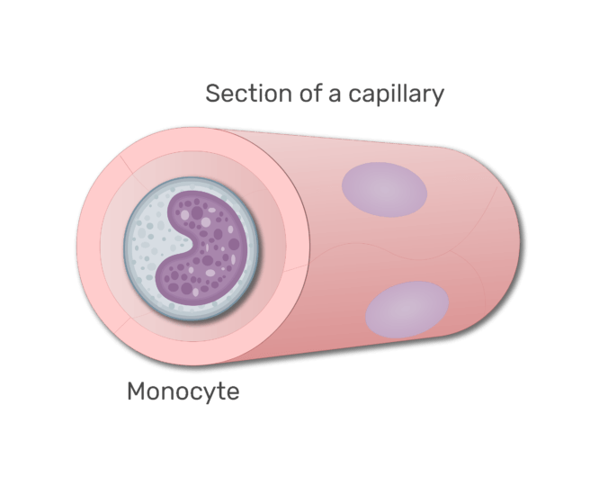 een monocyt in een sectie in capillaire animatiedia 8