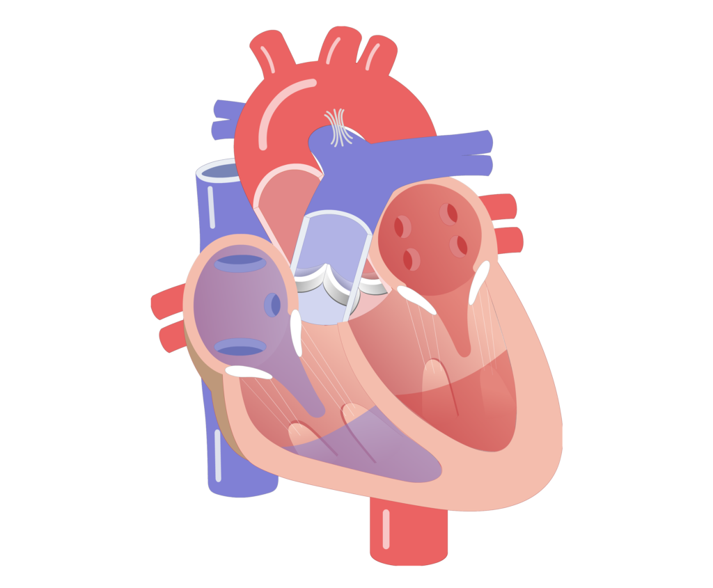 human heart animation for kids