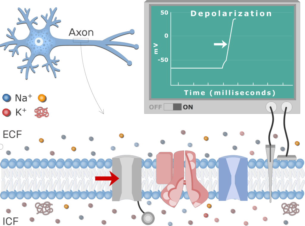 neuron depolarization