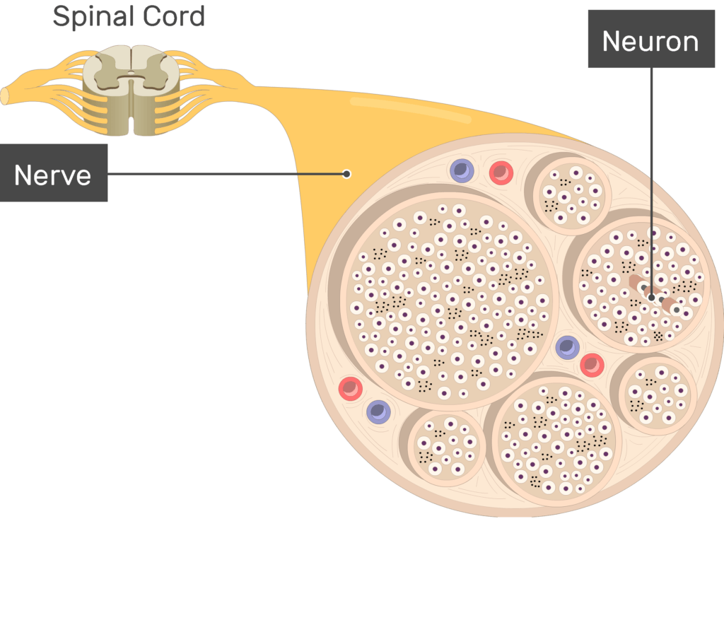 Cells of the Nervous System - TeachMePhysiology