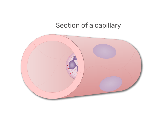 neutrofily v úseku kapilární animace slide 1
