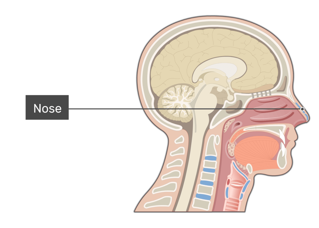 human nose anatomy diagram