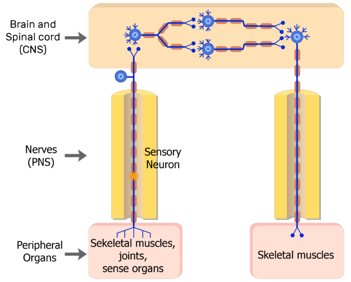 somatic nervous system effectors