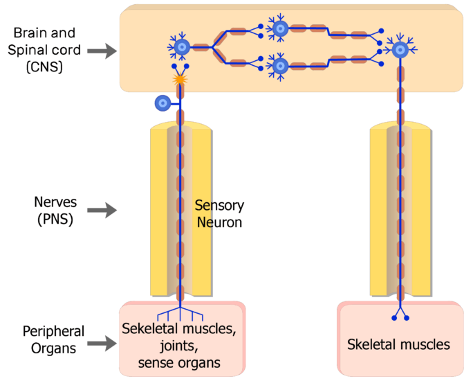 sensory somatic nervous system