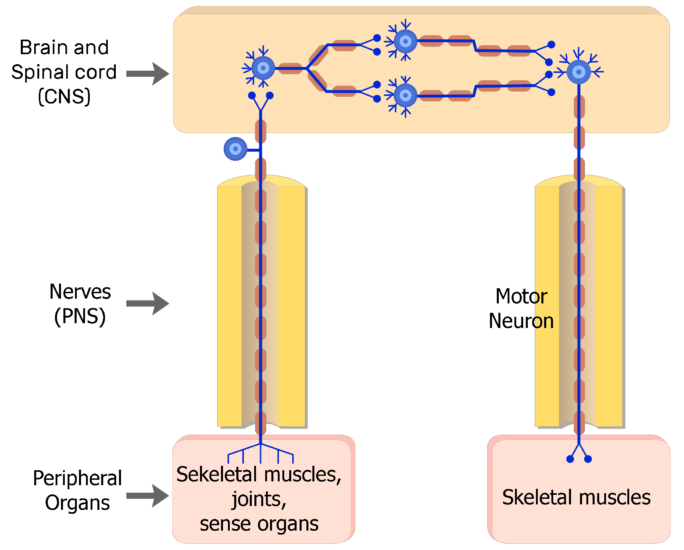 somatic nervous system effectors