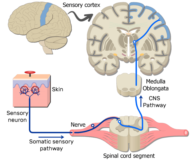 label the motor tracts of the somatic nervous system.
