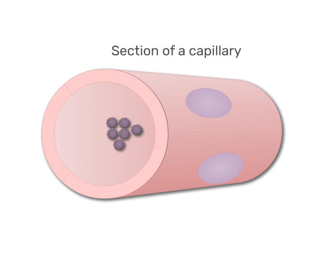 blodplättar i en sektion av kapilläranimationsglid 4