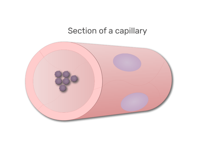 Thrombozyten in einem Abschnitt der Kapillaranimation Folie 5