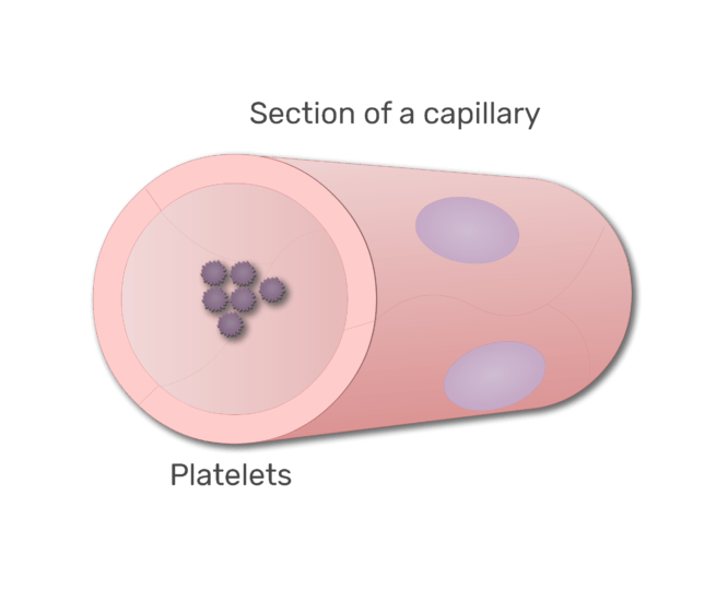 blodplättar i en sektion av kapilläranimationsglid 6