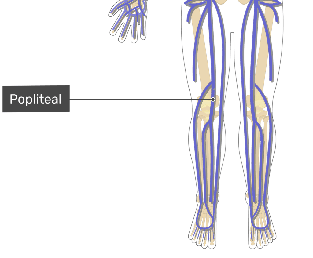 arteries and veins of the lower body