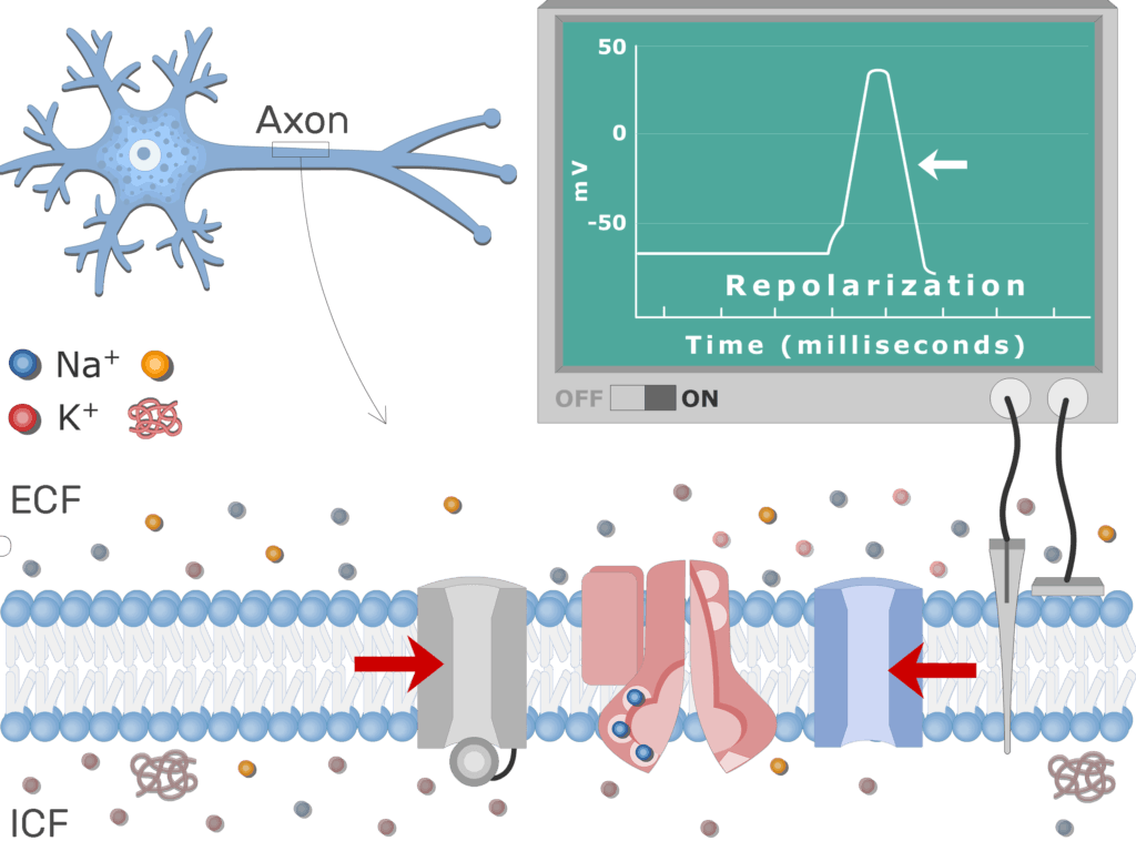 repolarization of a neuron